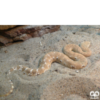 گونه کک مار Leaf- nosed Viper